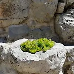 Brotnice Casa de hóspedes Cavtat